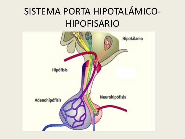 INTRODUCCIÓN A LA ENDOCRINOLOGIA & HORMONAS HIPOFISARIA Y SU CONTROL