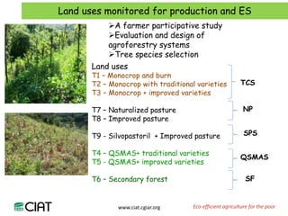 Carbon and tree diversity in agricultural systems in Nicaragua: do trees really make a difference?