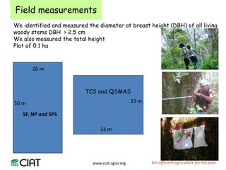 Carbon and tree diversity in agricultural systems in Nicaragua: do trees really make a difference?