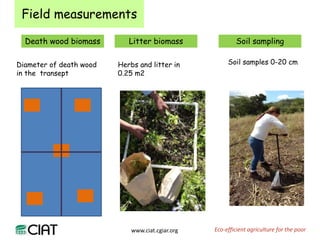 Carbon and tree diversity in agricultural systems in Nicaragua: do trees really make a difference?