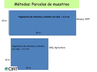 Carbon and tree diversity in agricultural systems in Nicaragua: do trees really make a difference?