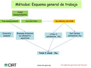 Carbon and tree diversity in agricultural systems in Nicaragua: do trees really make a difference?