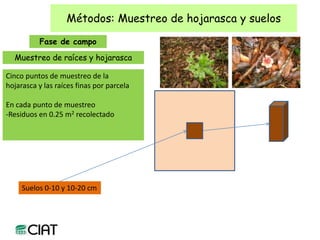 Carbon and tree diversity in agricultural systems in Nicaragua: do trees really make a difference?