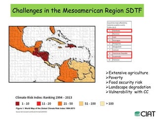 Carbon and tree diversity in agricultural systems in Nicaragua: do trees really make a difference?
