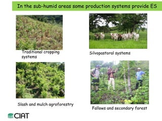 Carbon and tree diversity in agricultural systems in Nicaragua: do trees really make a difference?