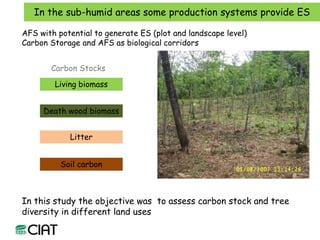 Carbon and tree diversity in agricultural systems in Nicaragua: do trees really make a difference?