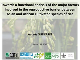 Towards a functional analysis of the major factors
involved in the reproductive barrier between
Asian and African cultivated species of rice
Andrés GUTIÉRREZ
January 22, 2016
 