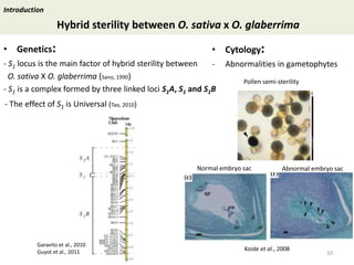 Towards a functional analysis of the major factors involved in the reproductive barrier between Asian and African cultivated species of rice