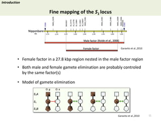 Towards a functional analysis of the major factors involved in the reproductive barrier between Asian and African cultivated species of rice