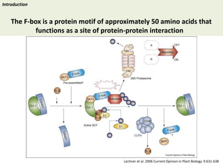 Towards a functional analysis of the major factors involved in the reproductive barrier between Asian and African cultivated species of rice