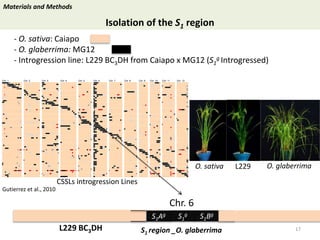 Towards a functional analysis of the major factors involved in the reproductive barrier between Asian and African cultivated species of rice