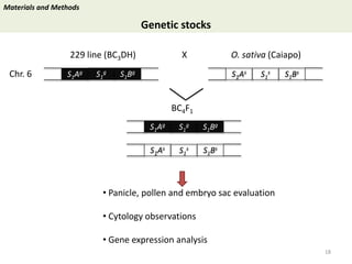 Towards a functional analysis of the major factors involved in the reproductive barrier between Asian and African cultivated species of rice
