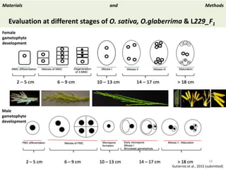 Towards a functional analysis of the major factors involved in the reproductive barrier between Asian and African cultivated species of rice