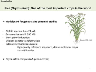 Towards a functional analysis of the major factors involved in the reproductive barrier between Asian and African cultivated species of rice