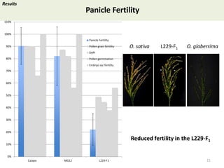 Towards a functional analysis of the major factors involved in the reproductive barrier between Asian and African cultivated species of rice