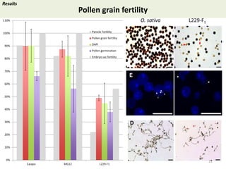 Towards a functional analysis of the major factors involved in the reproductive barrier between Asian and African cultivated species of rice