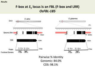 Towards a functional analysis of the major factors involved in the reproductive barrier between Asian and African cultivated species of rice