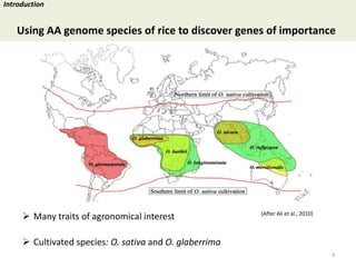Towards a functional analysis of the major factors involved in the reproductive barrier between Asian and African cultivated species of rice