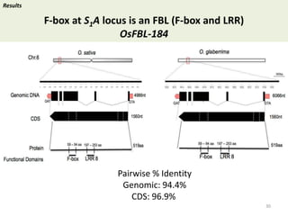 Towards a functional analysis of the major factors involved in the reproductive barrier between Asian and African cultivated species of rice