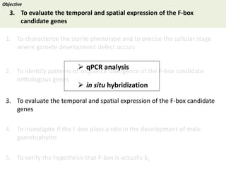 Towards a functional analysis of the major factors involved in the reproductive barrier between Asian and African cultivated species of rice