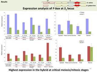 Towards a functional analysis of the major factors involved in the reproductive barrier between Asian and African cultivated species of rice