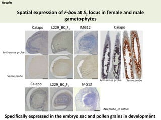 Towards a functional analysis of the major factors involved in the reproductive barrier between Asian and African cultivated species of rice
