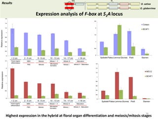 Towards a functional analysis of the major factors involved in the reproductive barrier between Asian and African cultivated species of rice