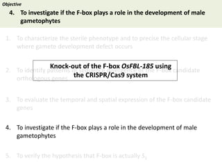 Towards a functional analysis of the major factors involved in the reproductive barrier between Asian and African cultivated species of rice