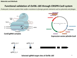 Towards a functional analysis of the major factors involved in the reproductive barrier between Asian and African cultivated species of rice