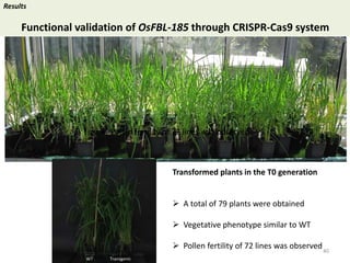 Towards a functional analysis of the major factors involved in the reproductive barrier between Asian and African cultivated species of rice