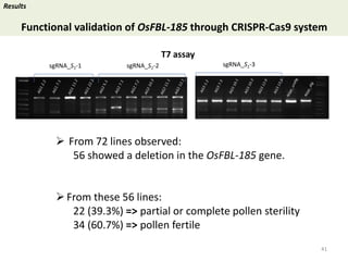 Towards a functional analysis of the major factors involved in the reproductive barrier between Asian and African cultivated species of rice