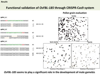 Towards a functional analysis of the major factors involved in the reproductive barrier between Asian and African cultivated species of rice