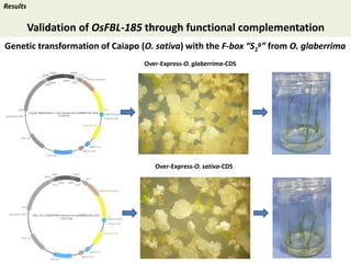 Towards a functional analysis of the major factors involved in the reproductive barrier between Asian and African cultivated species of rice