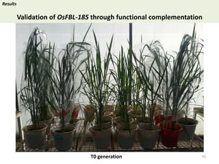 Towards a functional analysis of the major factors involved in the reproductive barrier between Asian and African cultivated species of rice