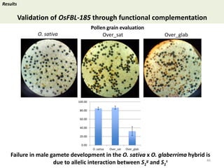 Towards a functional analysis of the major factors involved in the reproductive barrier between Asian and African cultivated species of rice