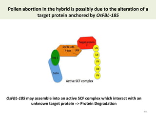 Towards a functional analysis of the major factors involved in the reproductive barrier between Asian and African cultivated species of rice