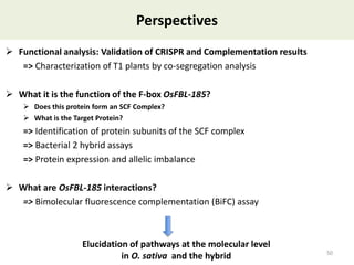 Towards a functional analysis of the major factors involved in the reproductive barrier between Asian and African cultivated species of rice