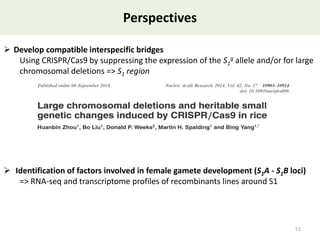 Towards a functional analysis of the major factors involved in the reproductive barrier between Asian and African cultivated species of rice