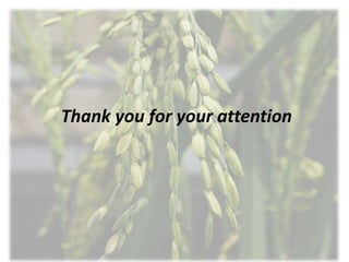 Towards a functional analysis of the major factors involved in the reproductive barrier between Asian and African cultivated species of rice