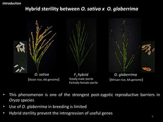 Towards a functional analysis of the major factors involved in the reproductive barrier between Asian and African cultivated species of rice