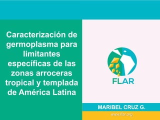 Caracterización de
germoplasma para
limitantes
específicas de las
zonas arroceras
tropical y templada
de América Latina
MARIBEL CRUZ G.
www.flar.org
 