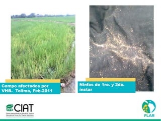 Caracterización de germoplasma frente a limitantes específicas de las zonas arroceras tropical y templada de américa latina