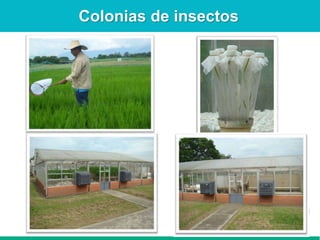 Caracterización de germoplasma frente a limitantes específicas de las zonas arroceras tropical y templada de américa latina