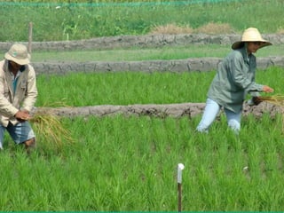 Caracterización de germoplasma frente a limitantes específicas de las zonas arroceras tropical y templada de américa latina