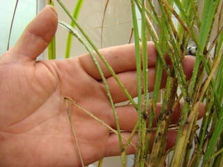Caracterización de germoplasma frente a limitantes específicas de las zonas arroceras tropical y templada de américa latina