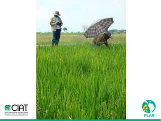 Caracterización de germoplasma frente a limitantes específicas de las zonas arroceras tropical y templada de américa latina