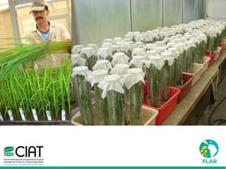 Caracterización de germoplasma frente a limitantes específicas de las zonas arroceras tropical y templada de américa latina