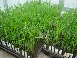 Caracterización de germoplasma frente a limitantes específicas de las zonas arroceras tropical y templada de américa latina