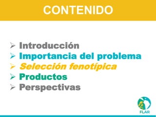 Caracterización de germoplasma frente a limitantes específicas de las zonas arroceras tropical y templada de américa latina