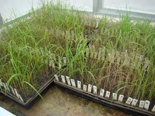 Caracterización de germoplasma frente a limitantes específicas de las zonas arroceras tropical y templada de américa latina